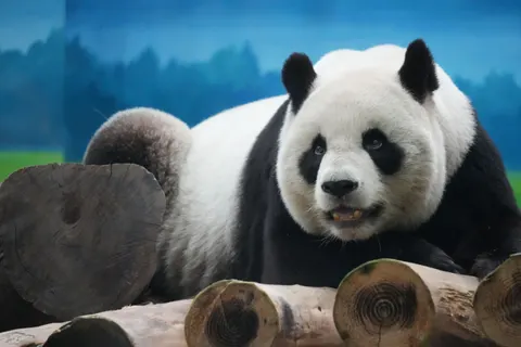 والپیپر پاندا با کیفیت 4K · animals · 3840×2560