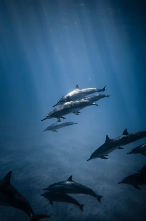 Underwater Blue Phone Wallpaper · ocean_v · 1440×2171