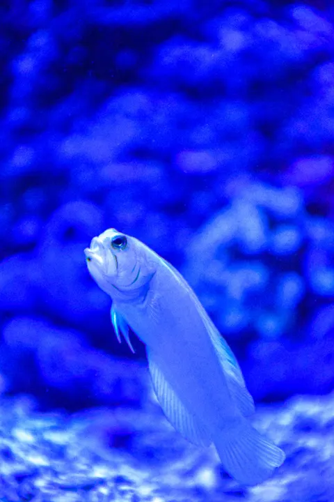 Underwater Blue Phone Wallpaper · ocean_v · 1440×2160