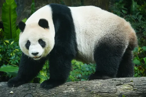 خلفية باندا بدقة 4K · animals · 3840×2560