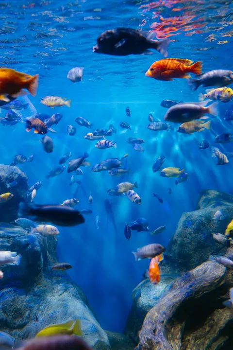 Unterwasserblau Handy-Hintergrundbild · ocean_v · 1440×2159