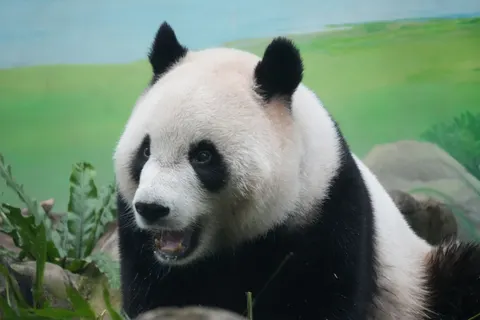 Fondo de pantalla Panda 4K · animals · 3840×2560
