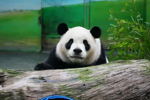 Panda 4K-achtergrond · animals · 3840×2560