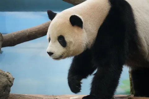 Tapeta Panda 4K · animals · 3840×2560