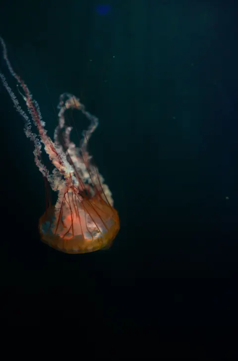Underwater Blue Phone Wallpaper · ocean_v · 1440×2182