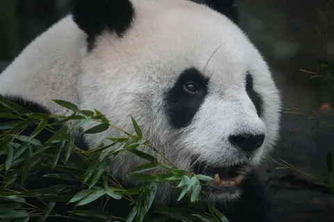 Papel de parede Panda 4K · animals · 3840×2560