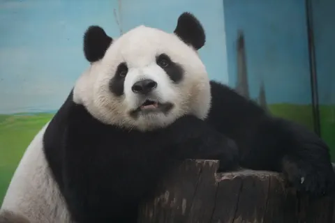 Panda 4K Wallpaper · animals · 3840×2560