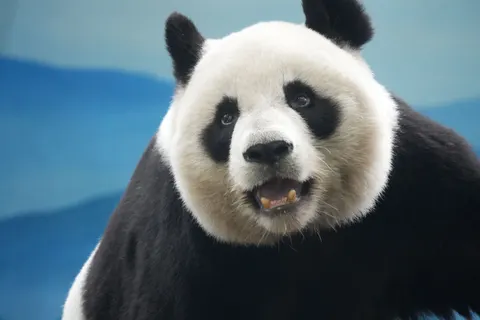 والپیپر پاندا با کیفیت 4K · animals · 3840×2560