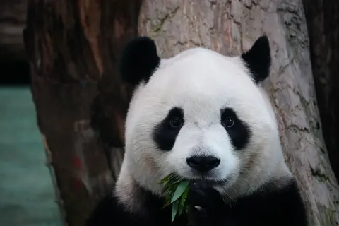 Sfondo Panda 4K · animals · 3840×2560