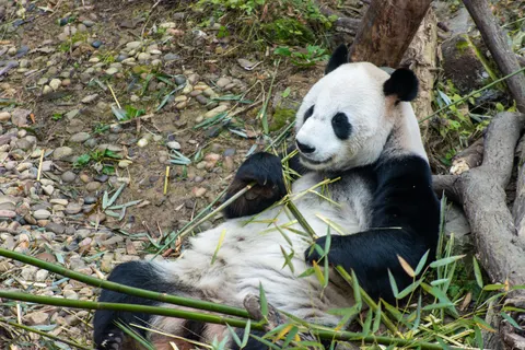 Fond d'écran Panda 4K · animals · 3840×2563