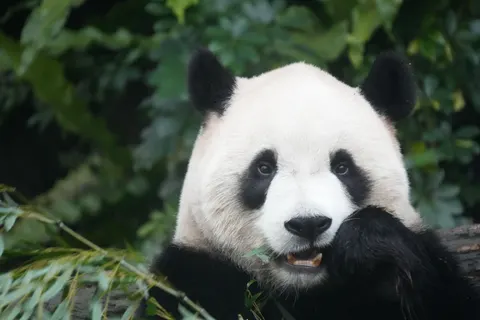 Papel de parede Panda 4K · animals · 3840×2560