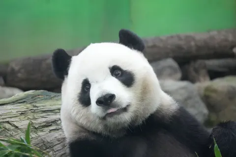 Panda 4K Wallpaper · animals · 3840×2560