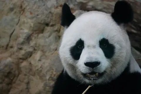 पांडा 4K वॉलपेपर · animals · 3840×2560