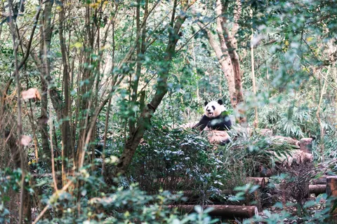 Wallpaper Panda 4K · animals · 3840×2560