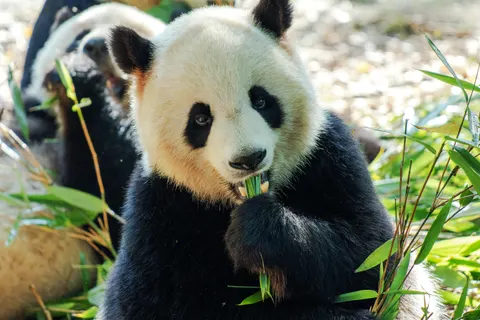 Hình nền Gấu trúc 4K · animals · 3840×2560