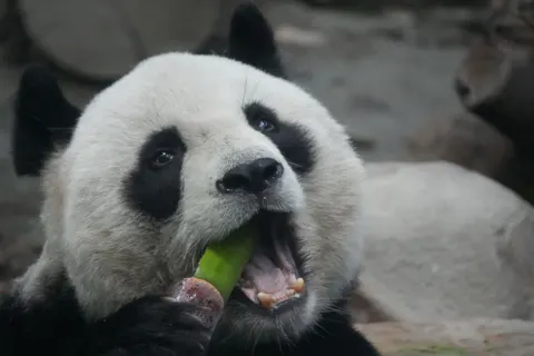 والپیپر پاندا با کیفیت 4K · animals · 3840×2560