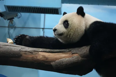Fond d'écran Panda 4K · animals · 3840×2560