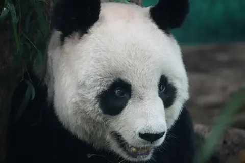 Panda 4K Wallpaper · animals · 3840×2560