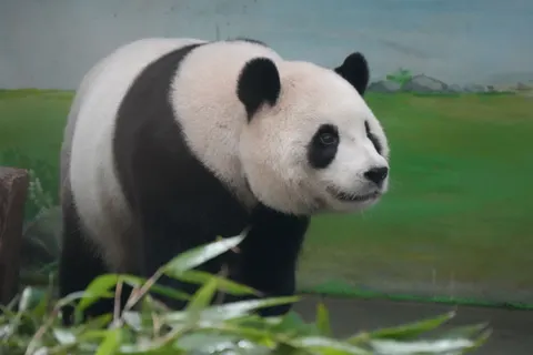 Wallpaper Panda 4K · animals · 3840×2560