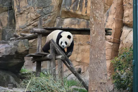 والپیپر پاندا با کیفیت 4K · animals · 3840×2560