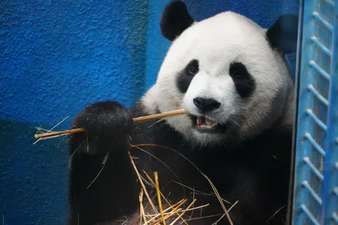 Panda 4K Wallpaper · animals · 3840×2560