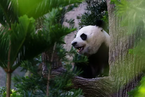 Panda 4K Duvar Kağıdı · animals · 3840×2560