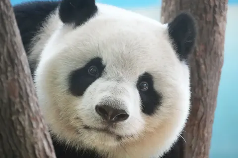 Panda 4K Wallpaper · animals · 3840×2560