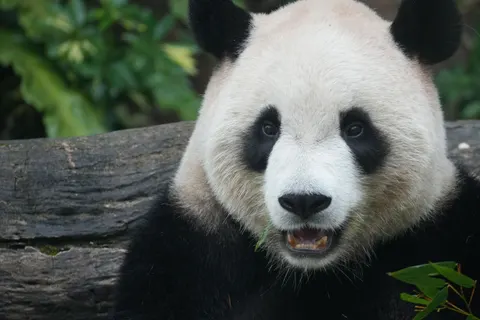 Sfondo Panda 4K · animals · 3840×2560