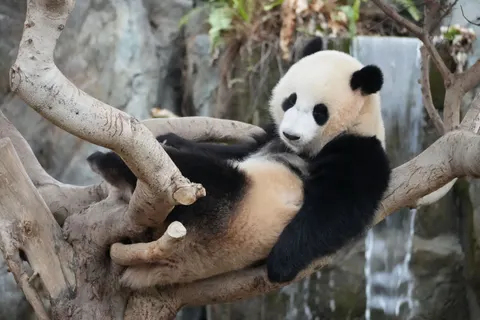 Panda 4K Wallpaper · animals · 3840×2560