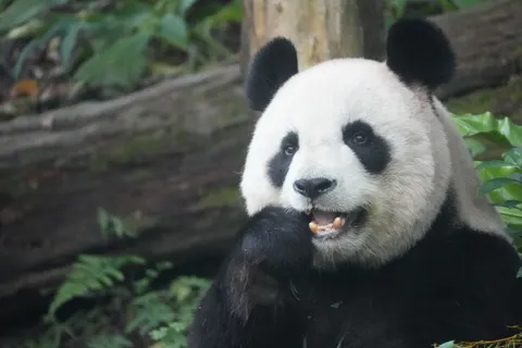 والپیپر پاندا با کیفیت 4K · animals · 3840×2560