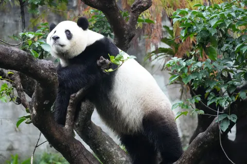 Panda 4K Wallpaper · animals · 3840×2560