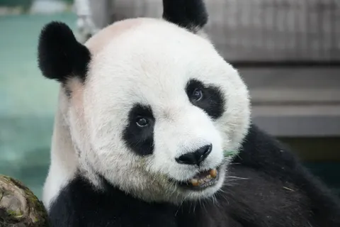 Panda 4K Wallpaper · animals · 3840×2560