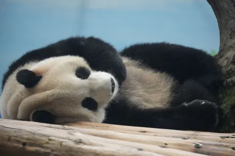 Sfondo Panda 4K · animals · 3840×2560