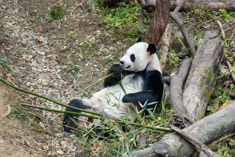 Fond d'écran Panda 4K · animals · 3840×2563