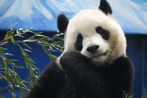 Fondo de pantalla Panda 4K · animals · 3840×2560