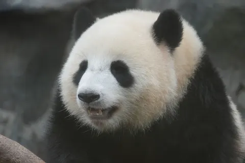 Panda 4K Wallpaper · animals · 3840×2560