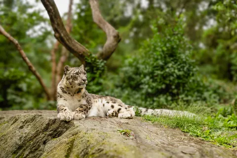 Hình nền Báo hoa mai 4K · animals · 3840×2560