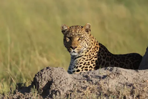 والپیپر پلنگ با کیفیت 4K · animals · 3840×2560