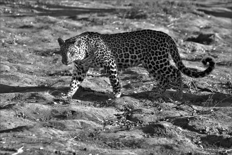 Leopard 4K Wallpaper · animals · 3840×2560