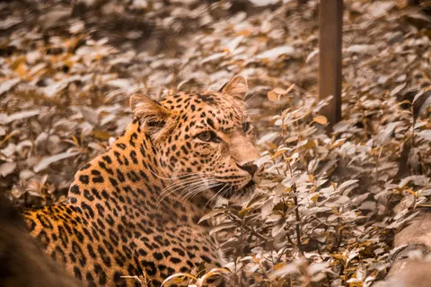 Luipaard 4K-achtergrond · animals · 3840×2560
