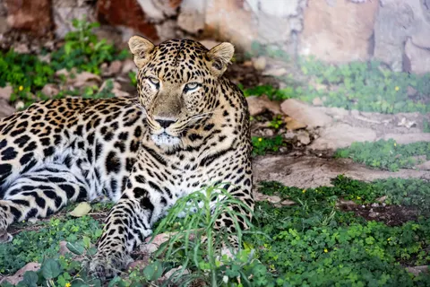 Leopard 4K Wallpaper · animals · 3840×2564
