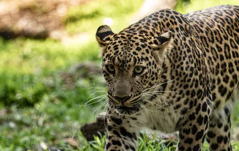 Wallpaper Macan Tutul 4K · animals · 3840×2427
