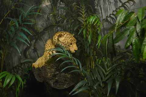 والپیپر پلنگ با کیفیت 4K · animals · 3840×2553