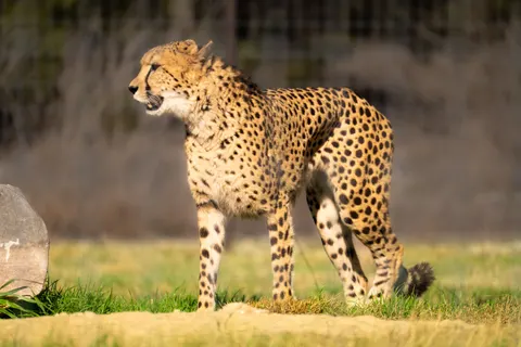 والپیپر پلنگ با کیفیت 4K · animals · 3840×2560