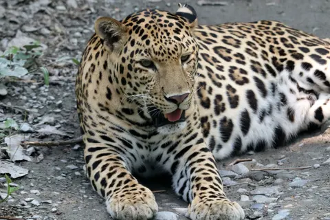 Luipaard 4K-achtergrond · animals · 3840×2560