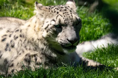 Hình nền Báo hoa mai 4K · animals · 3840×2560