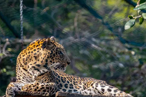 तेंदुआ 4K वॉलपेपर · animals · 3840×2560