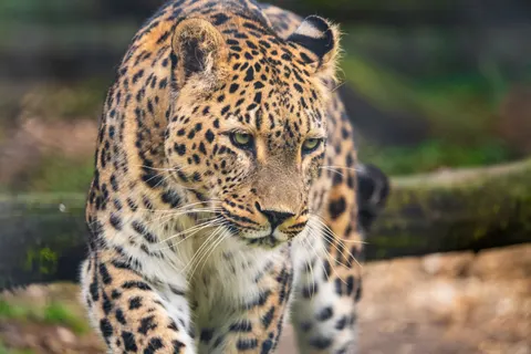 Wallpaper Macan Tutul 4K · animals · 3840×2560