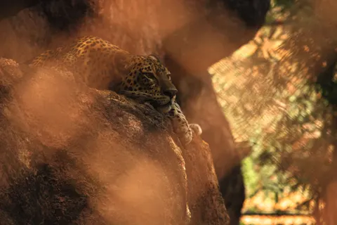 Tapeta Lampart 4K · animals · 3840×2560