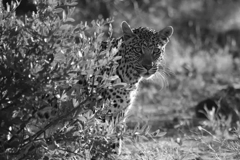 Papel de parede Leopardo 4K · animals · 3840×2560